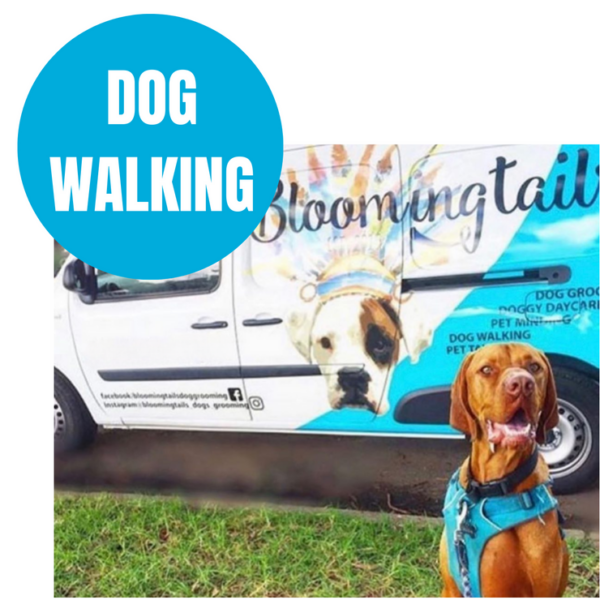 DOG WALKING - Webpage (10)