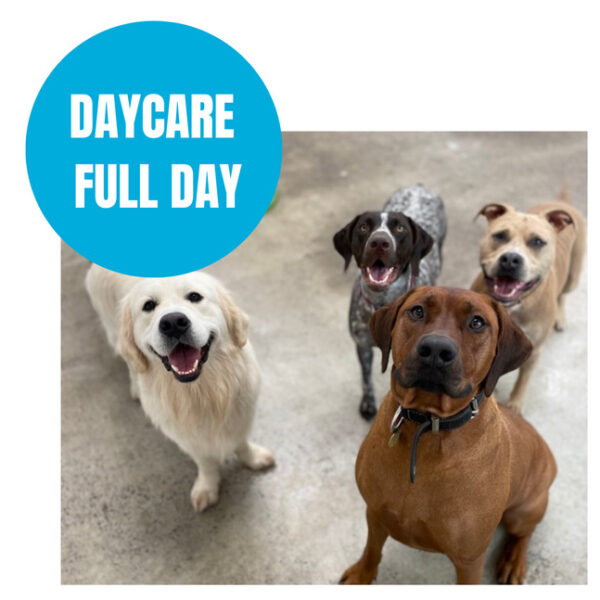 Daycare full time wsdf