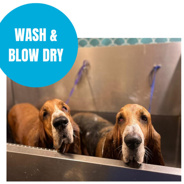 wash & blow dry 7ee