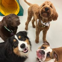 Doggy Day care